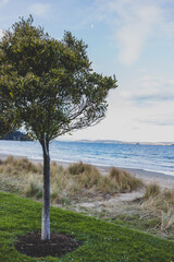 Fototapeta na wymiar small tree with beautiful beach view in Kingston Beach in Southern Tasmania, Australia