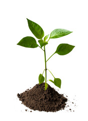Paprika plant with soil isolated on white