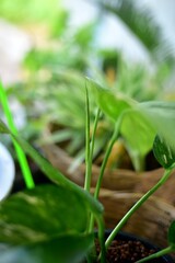 Close up epipremnum pinnatum variegated leaf in nature.