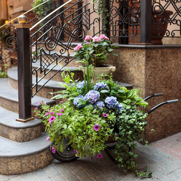 Petunia, blue hydrangea, ivy and hosta in pots in a cart at the entrance to the restaurant as decoration.