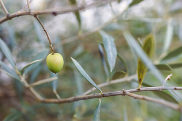close-up of olive tree outdoor iwith olives n sunny backyard