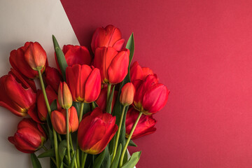Creative layout made with tulip flowers on bright white red background. Flat lay. Spring minimal concept.