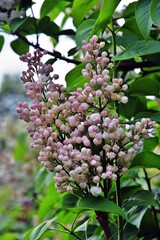 Lilac flowers in the garden