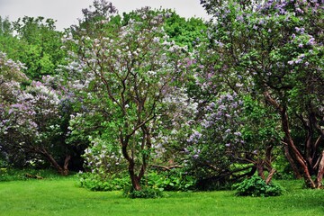 blooming lilac trees in spring