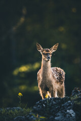 Baby Deer Bambi in the Forest during Summer