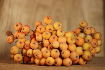 Yellow-pink fruits of Arnold Golden Wonder Mountain ash in autumn on a wooden background.