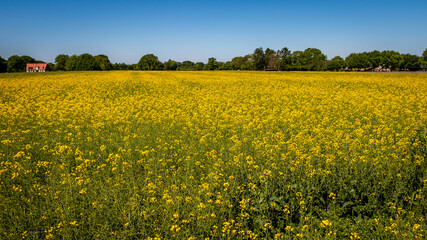Fototapeta premium Farmland with rapeseed, with bright yellow flowers in full bloom, widely used for oil and bio fuels