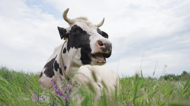 Black And White Dairy Cow Lying In The Meadow and Chewing Cud. Cattle in Pasture. 4k