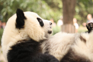 Funny panda cub eat to much and sleeping on his back 