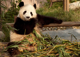 Giant panda chilling and eating bamboo while being super cool. 