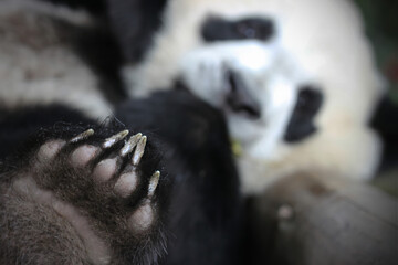 Giant panda paws are so cute and funny