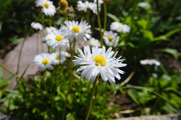 White beautiful sunny daisies in the garden. view of small flowers from the top