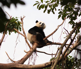 Beautiful giant panda looking at the Sichuan mountains chilling in the tree tops