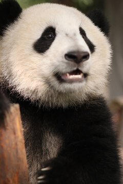 Giant panda with wonderful fluffy cheeks, looking for his next meal.