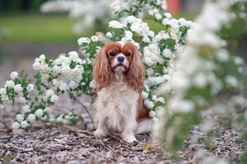 Blenheim Cavalier King Charles Spaniel dog posing outdoors sitting on a ground near a blooming white Thunberg Spirea shrub in summer