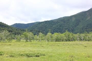 Fototapeta premium 夏の尾瀬ヶ原。しらかばの林。