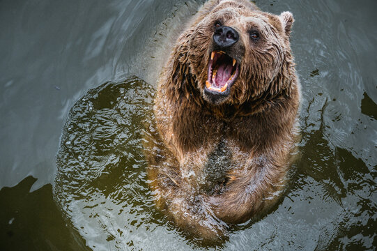 aggressive looking syrian brown bear playing in water of Tierpark Goldau