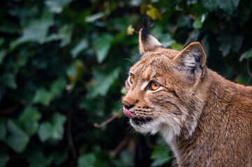 portrait of a beautiful young lynx in Tierpark Goldau