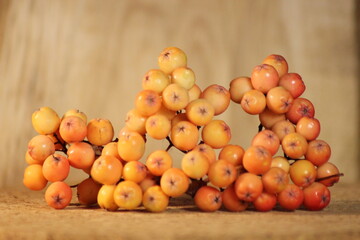 Yellow-pink fruits of Arnold Golden Wonder Mountain ash in autumn on a wooden background.