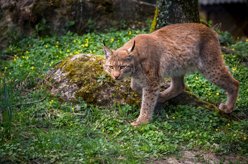 Naklejka na ściany i meble beautiful young lynx in Tierpark Goldau