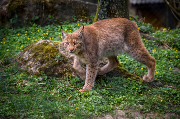 beautiful young lynx in Tierpark Goldau © schame87