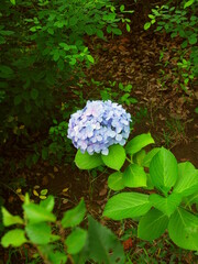 梅雨の公園の日陰に咲く青い紫陽花