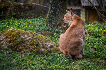 beautiful young lynx in Tierpark Goldau
