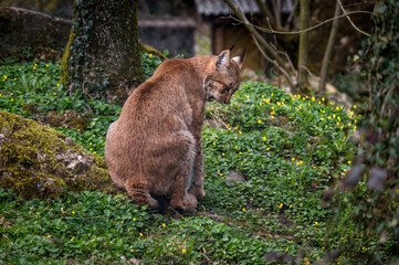 beautiful young lynx in Tierpark Goldau