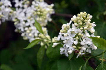 lilac flowers in the garden