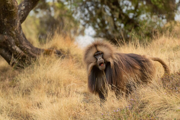 Gelada Baboon - Theropithecus gelada, beautiful ground primate from Simien mountains, Ethiopia.