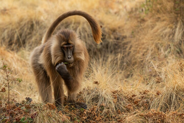 Gelada Baboon - Theropithecus gelada, beautiful ground primate from Simien mountains, Ethiopia.