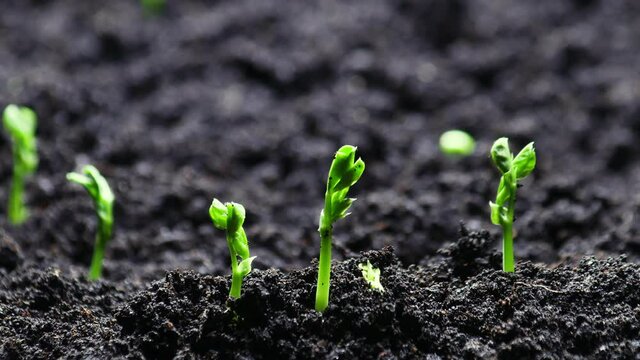 Growing plants from seeds in spring timelapse, sprouts germination newborn Peas plant in greenhouse agriculture