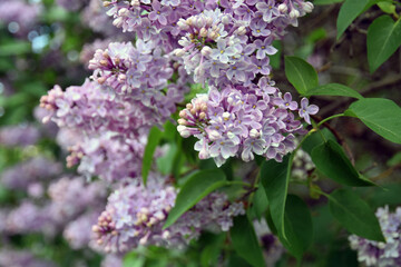 Lilac flowers in the garden