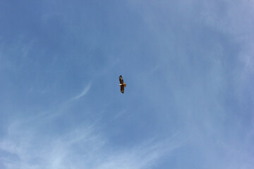Obraz na płótnie Canvas birds of prey - hawk in the sky