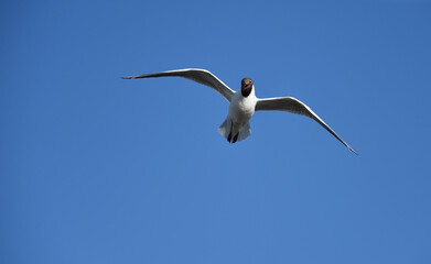 Lachmöwe im Flug
