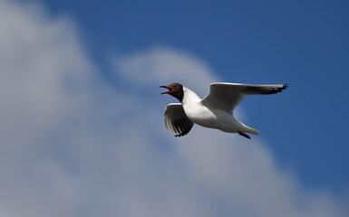 Lachmöwe im Flug