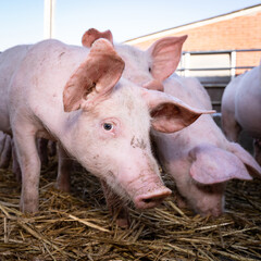 Junge Schweine in einen eingestreuten Outdoor-Laufstall.