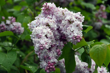 Obraz premium Lilac flowers in the garden