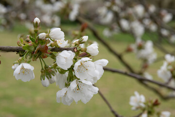 tree blossom