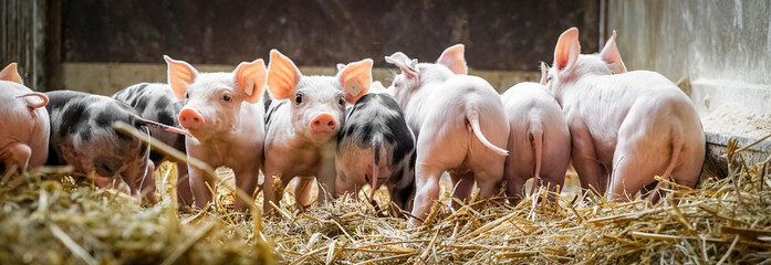 Schweinehaltung - Freilaufstall mit Stroh, glückliche Sauen un Ferkel
