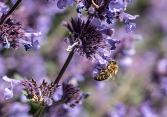 Bees collecting nectar from flowers in Perth, Scotland