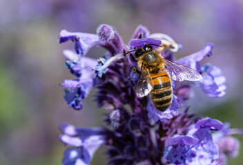 Bees collecting nectar from flowers in Perth, Scotland