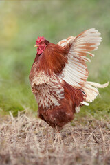 Red rooster spreading its wings