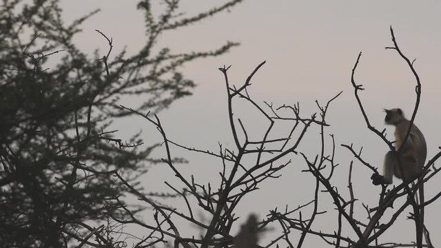 Gray or Hanuman langurs or indian langur or monkey on tree during safari at forest of central india - Semnopithecus