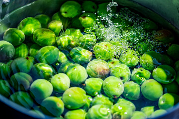 Washing Japanese apricot.
Ume Shigoto,Japanese plum preparation.
