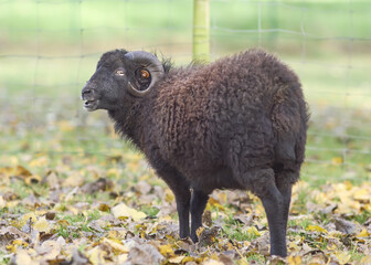 Young black male ouessant sheep