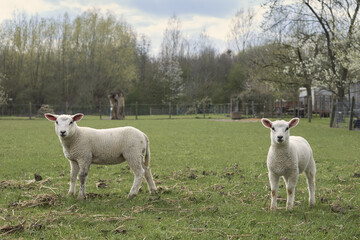 White lambs in the meadow