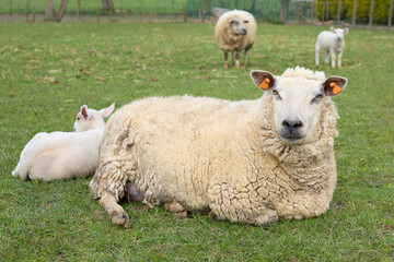 White ewe sheep with lamb in meadow