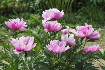 Obraz na płótnie Canvas Peony Sea Shell (Chinese Peony 'Sea Shell', Paeonia lactiflora 'Sea Shell'). A lactic-flowered, medium-flowering peony. Strong herbaceous perennial. This variety was bred in the last century, in 1937.