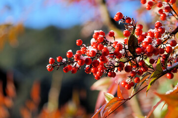 うっすらと雪をまとった南天の実
